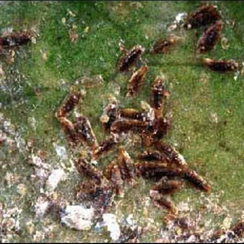 thumbnail for publication: Tea Scale, Fiorinia theae Green (Insecta: Hemiptera: Diaspididae)
